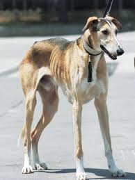 犬を家族に迎える前に